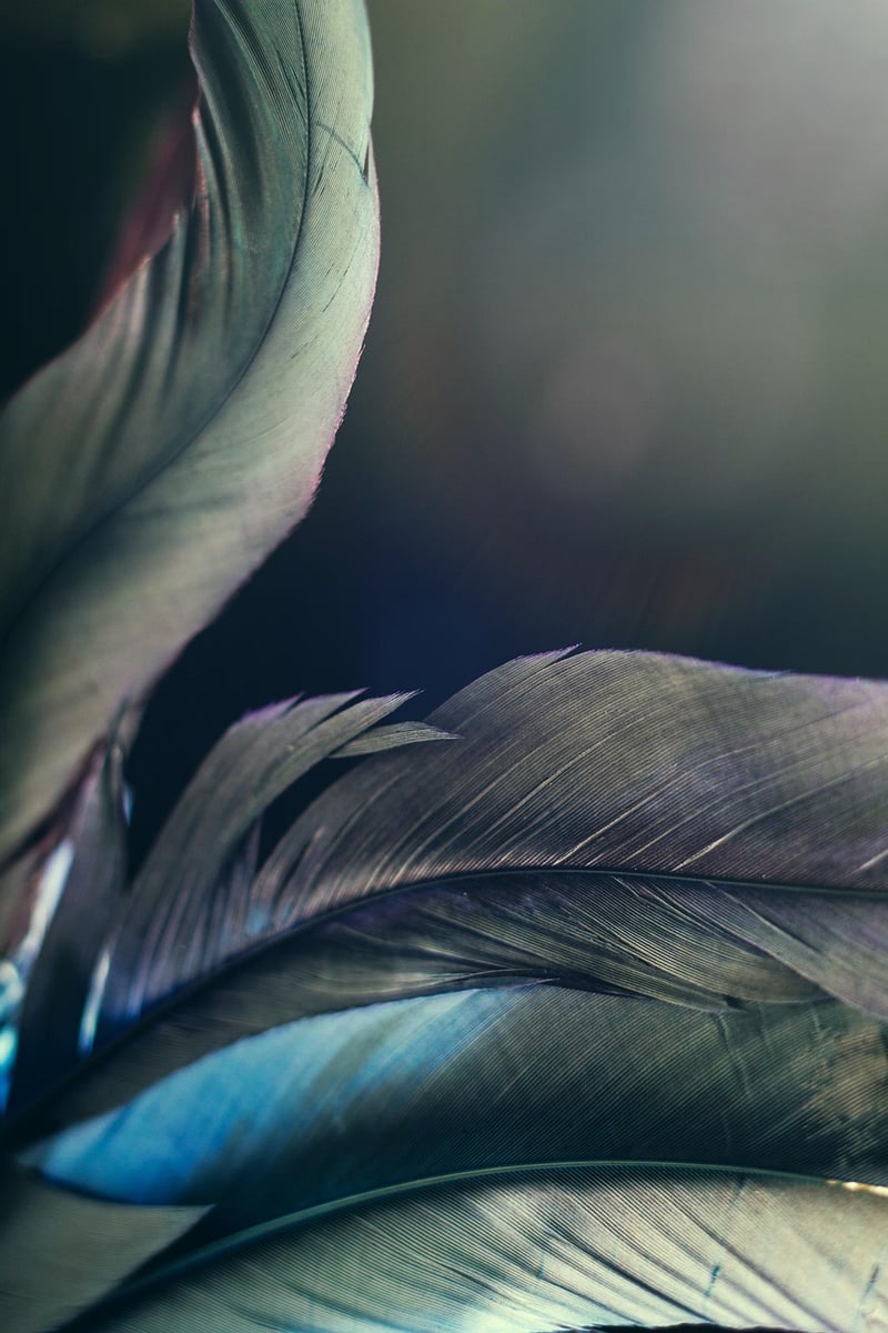 Enchanted Forest